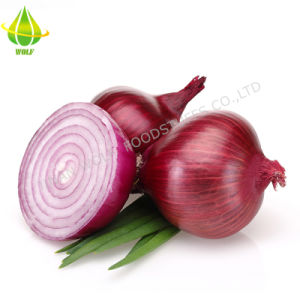 Megaruzxpnew4af onion login