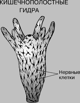 Mega sb зеркало рабочее и актуальное